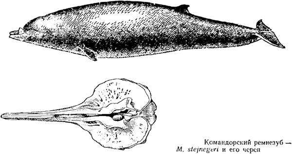 Командорский ремнезуб (Mesoplodon stejnegeri), черно белый рисунок картинка череп
