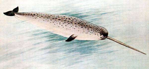 Нарвал (Monodon monoceros), рисунок картинка изображение морские млекопитающие киты