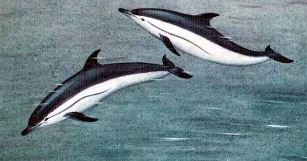 Обыкновенный дельфин, или дельфин белобочка (Delphinus delphis), рисунок картинка киты морские млекопитающие