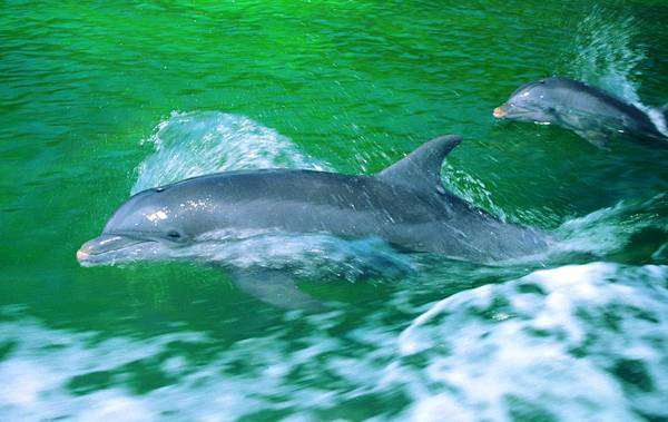 Афалина (Tursiops truncatus), фото дельфины фотография морские млекопитающие