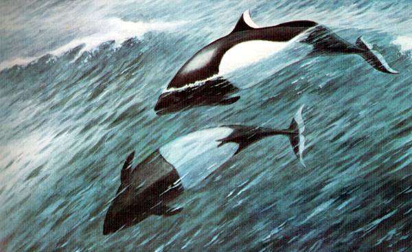 Белокрылая морская свинья (Phocoenoides dalli), рисунок картинка киты дельфины
