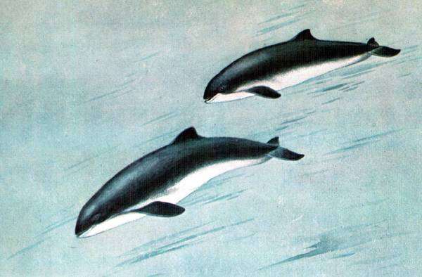 Морская свинья (Phocoena phocoena), рисунок картинка морские млекопитающие дельфины киты