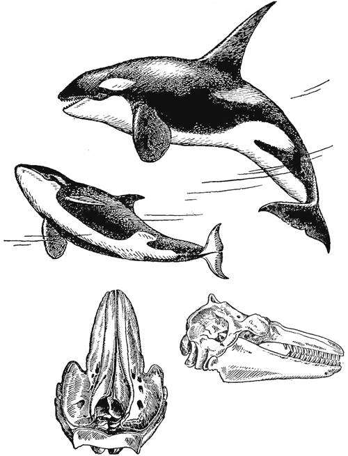 Косатка (Orcinus orca) пара и череп, черно белый рисунок картинка киты убийцы