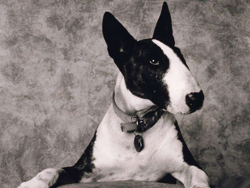Порода собак бультерьер, фото фотография картинка обои 
