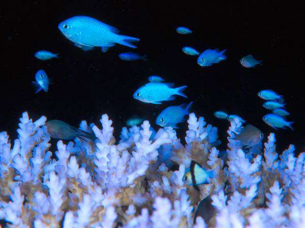 Морской аквариум, фото рыбы фотография картинка