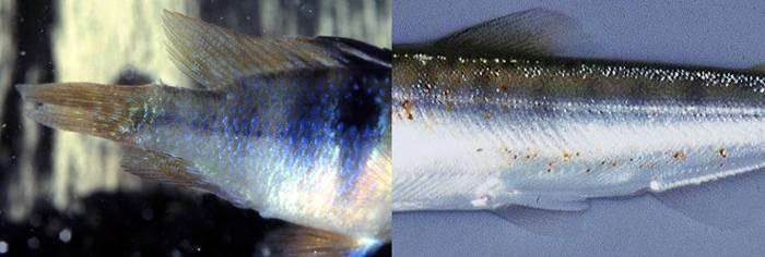 Костиоз, фото болезни рыб фотография