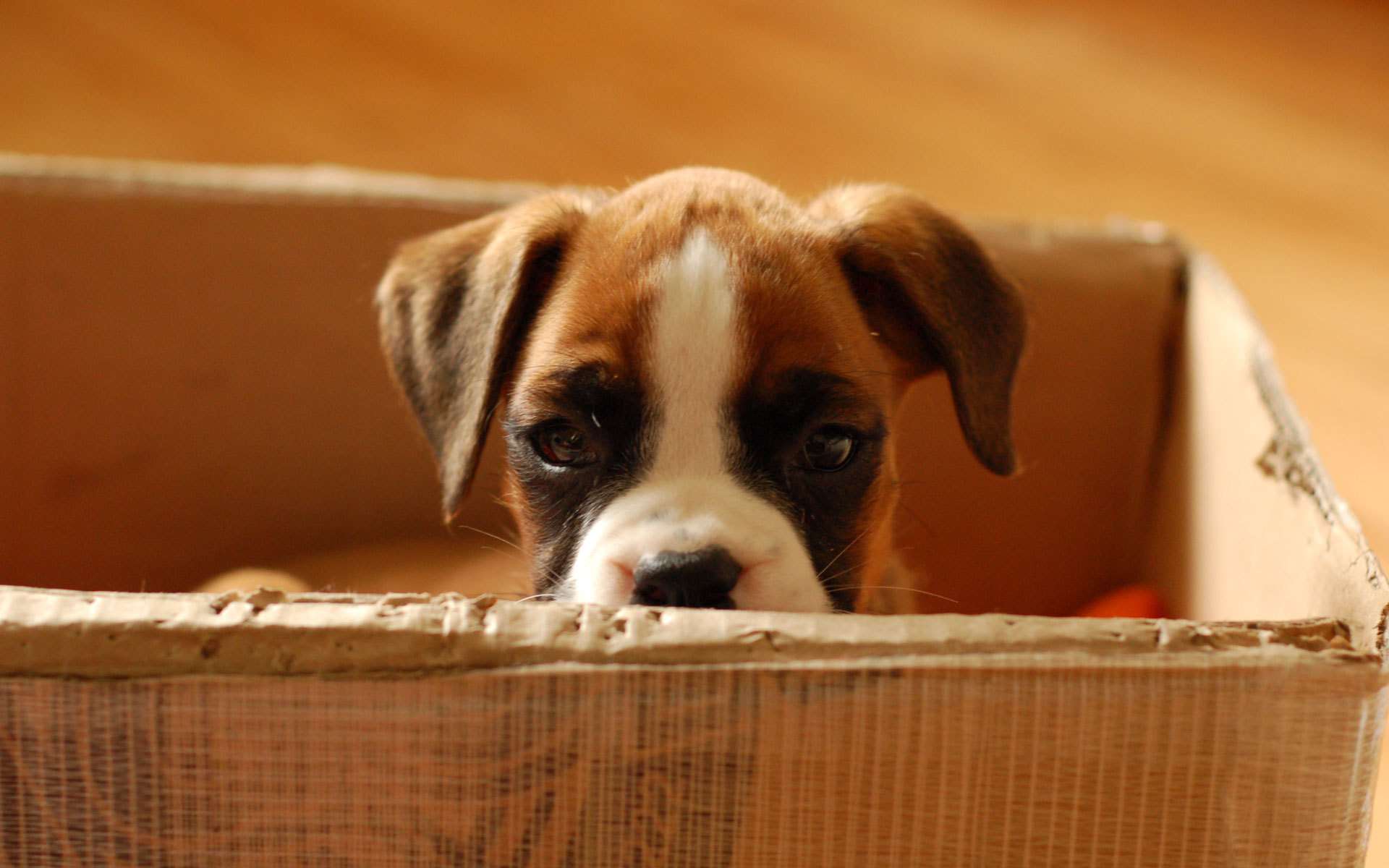 Купить щенка немецкого боксера, фото фотография картинка обои 