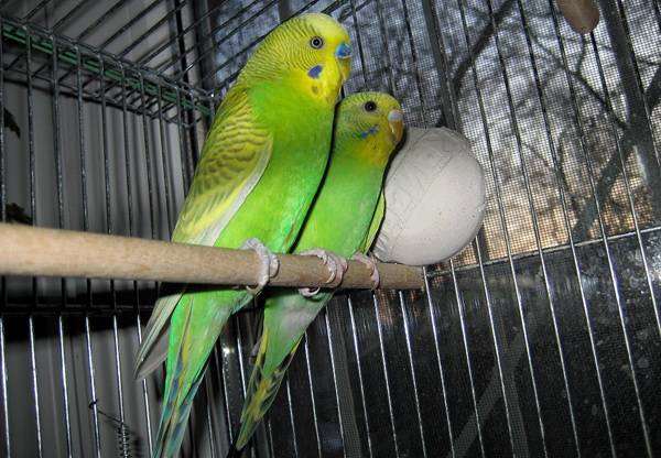 Волнистые попугаи, фото содержание птиц фотография
