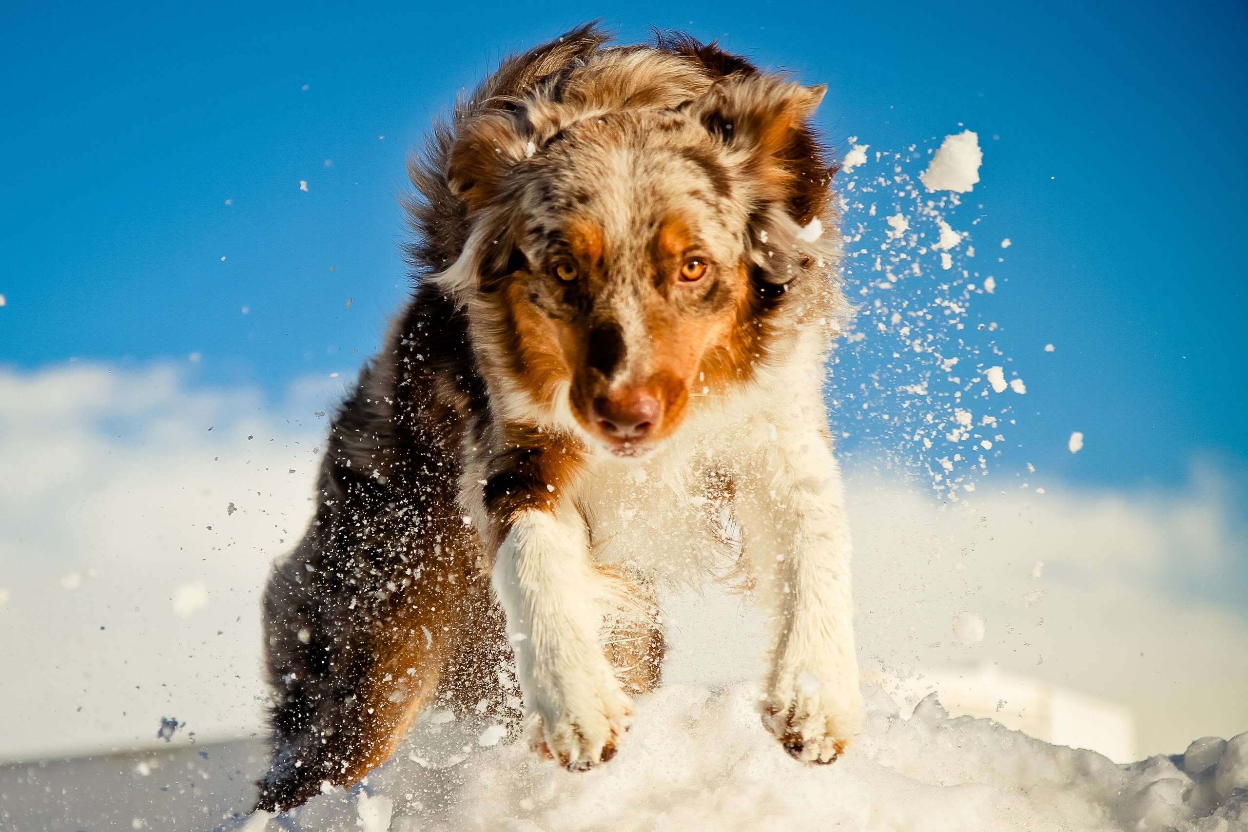 Австралийская овчарка бежит по снегу, фото фотография картинка обои