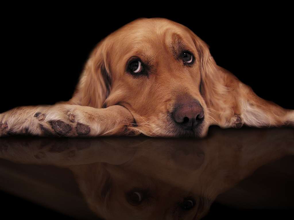 Собака английский кокер спаниель, фото фотография картинка обои 