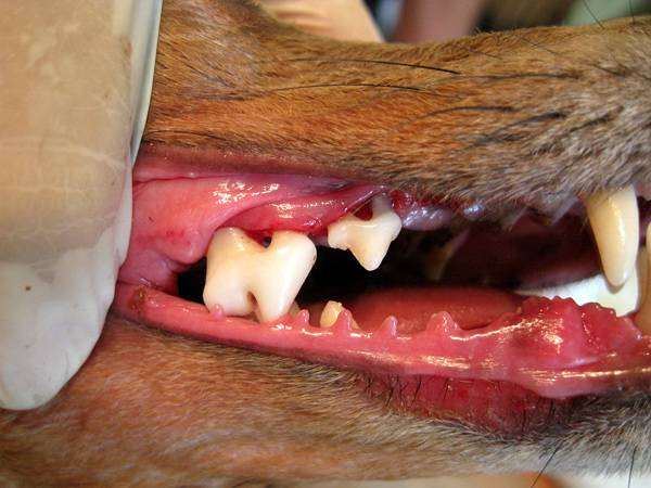 Зубы собаки после чистки ультразвуком, фото болезни лечение собак фотография