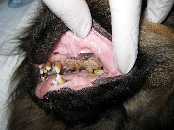 Зубной камень у собаки, фото болезни лечение собак фотография