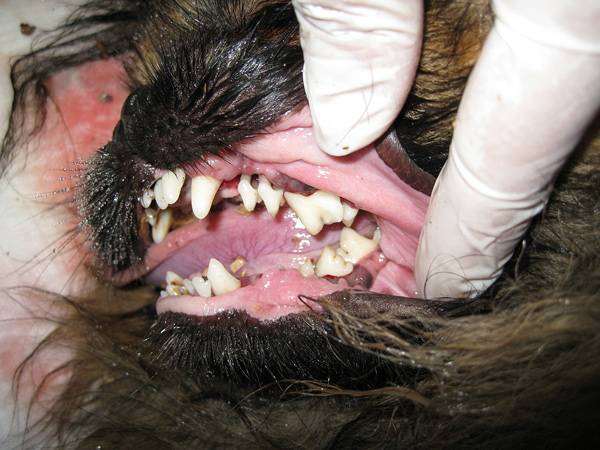 Зубы собаки после чистки ультразвуком, фото болезни лечение собак фотография