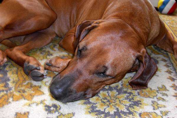 Спящий риджбек, фото происхождение собаки фотография