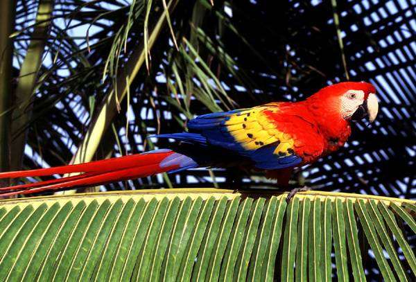Красный ара (Ara macao), фото попугаи птицы изображение