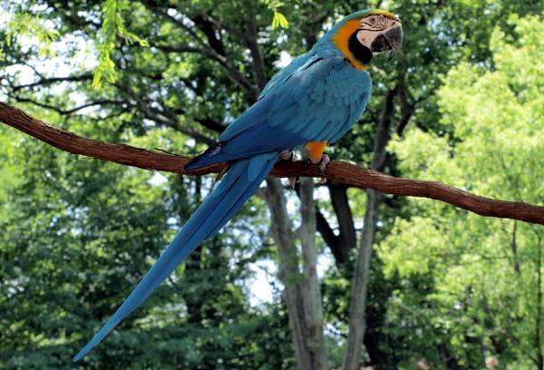 Сине-желтый ара (Ara ararauna), фото попугаи птицы фотография