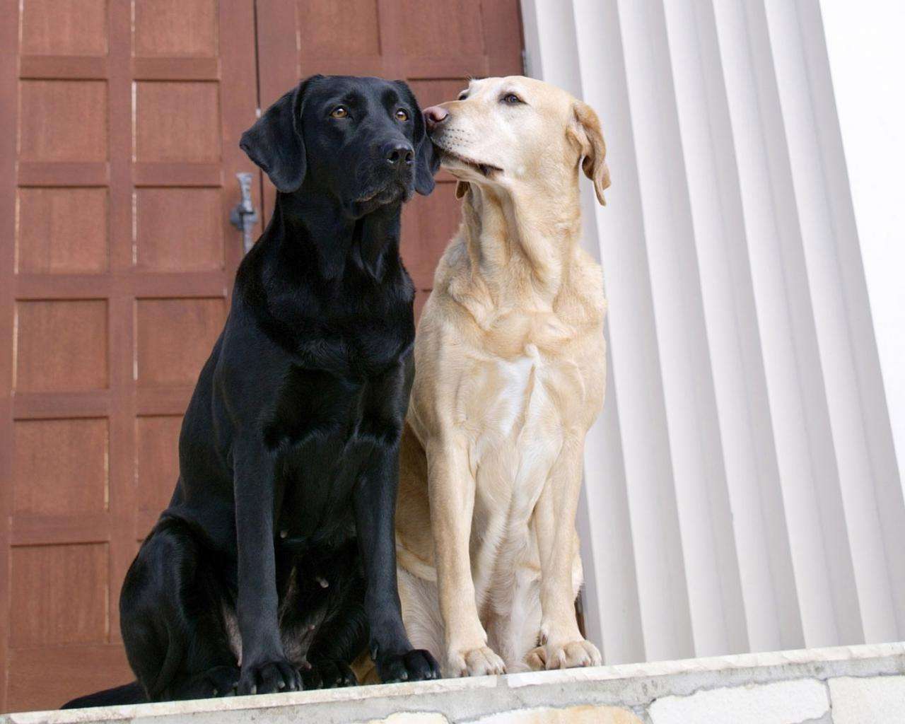 Две большие собаки