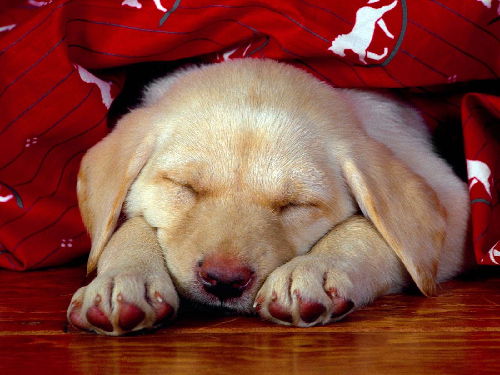 Спящий щенок