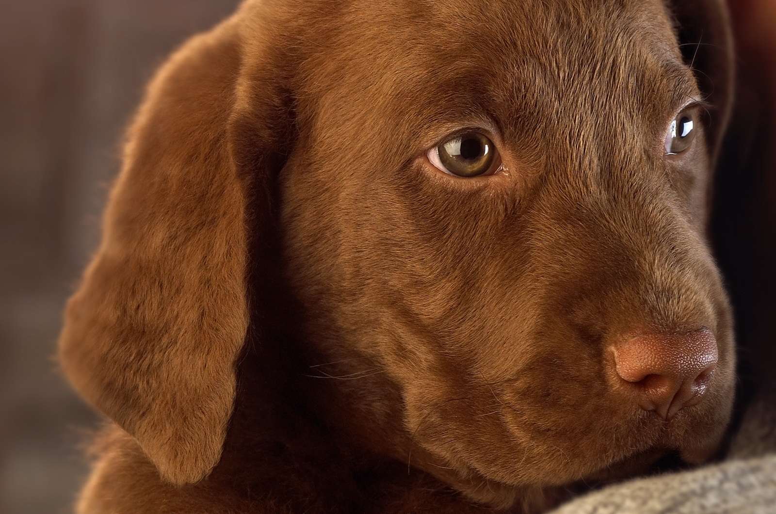 Шоколадный щенок лабрадора, фото фотография картинка обои 