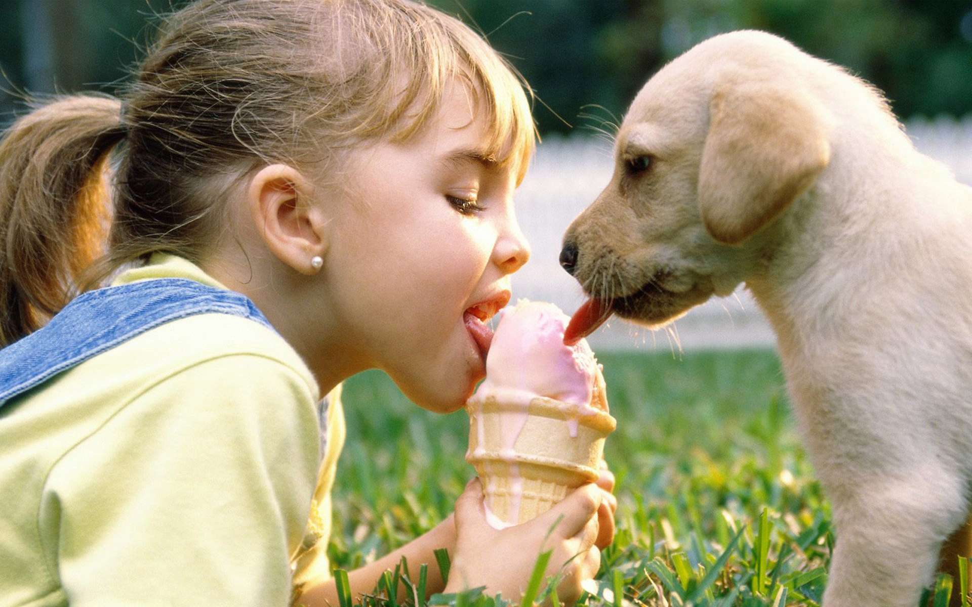 Маленькая девочка и щенок лабрадора едят мороженое, фото фотография картинка обои 