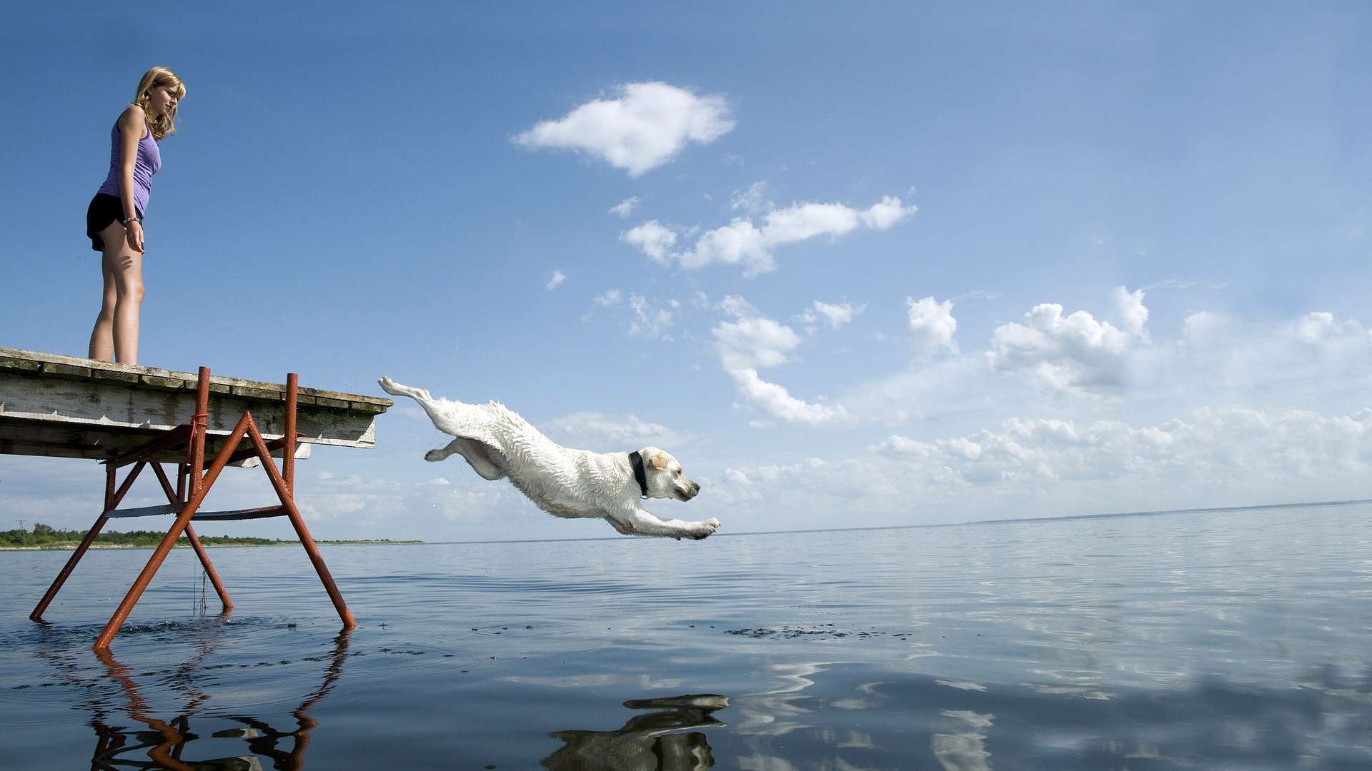 Лабрадор прыгает с пирса в воду, фото фотография картинка обои 