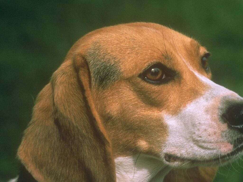 Собака бигль, фото породы охотничьих собак фотография