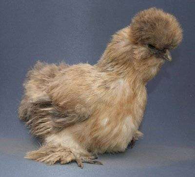 Шелковая курица, фото птицы фотография