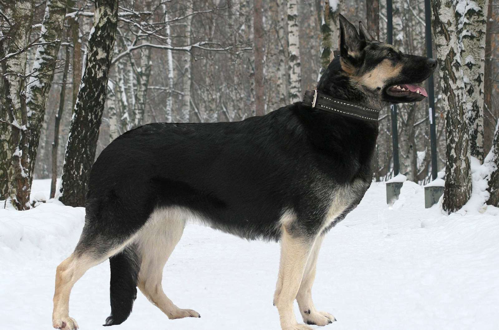 Собака овчарка Восточно европейская