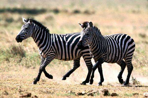 Бегущий зебры, фото новости о животных фотография непарнокопытные