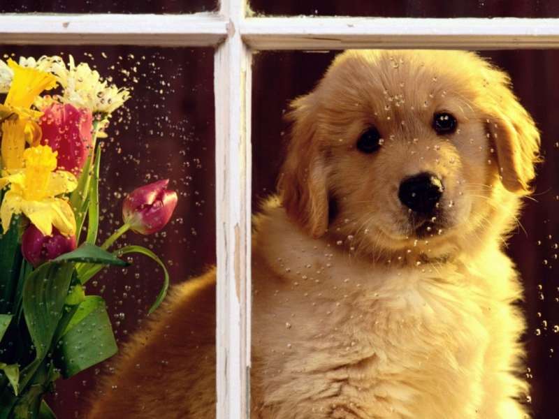 Золотистый ретривер цена щенка, фото фотография картинка обои 