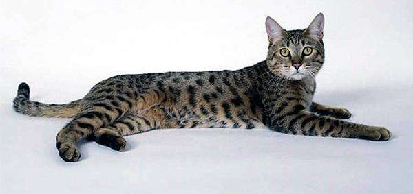Калифорнийская сияющая кошка, фото кошки породы кошек изображение