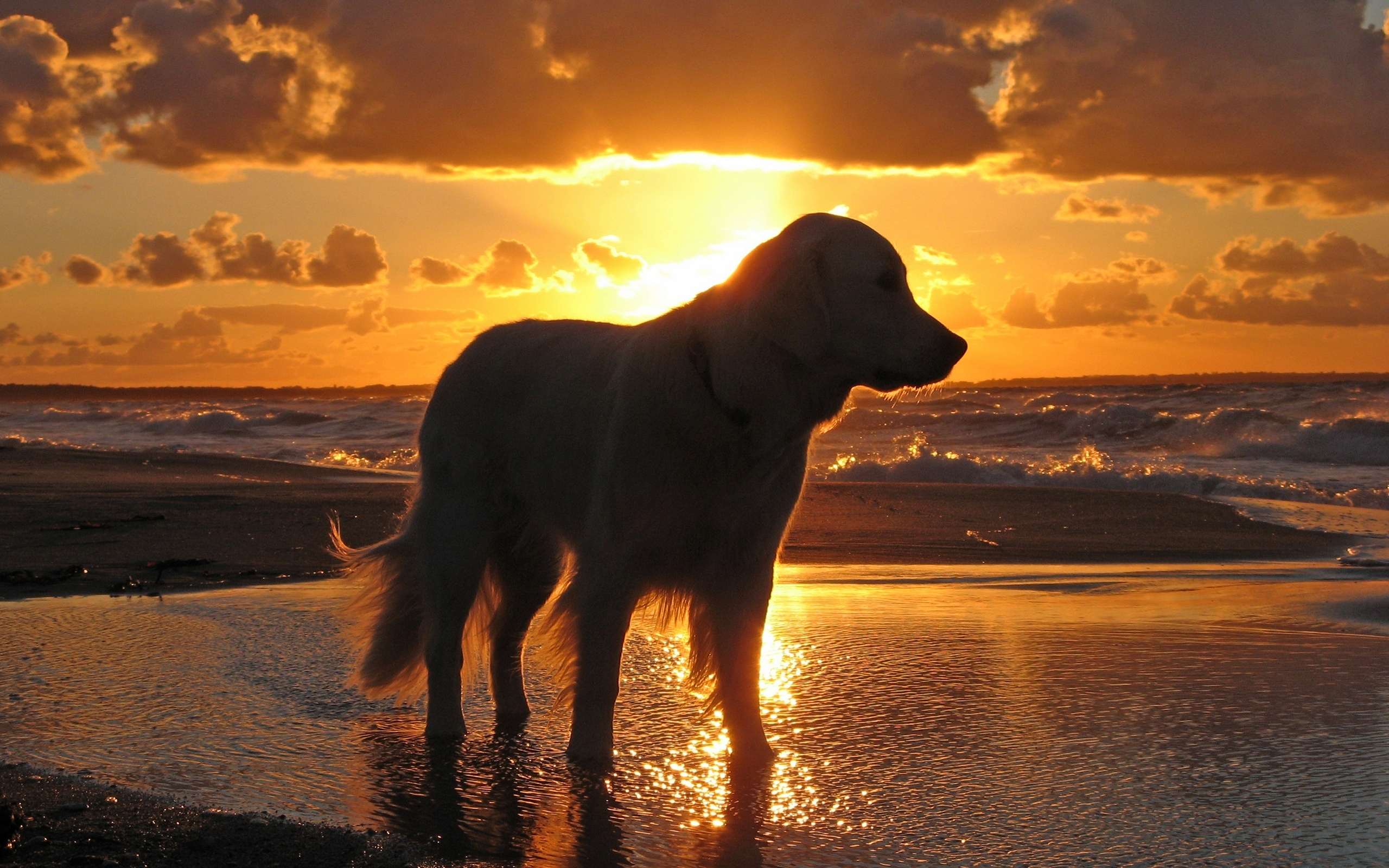 Золотистый голден ретривер на берегу моря в лучах заката, фото фотография картинка обои 