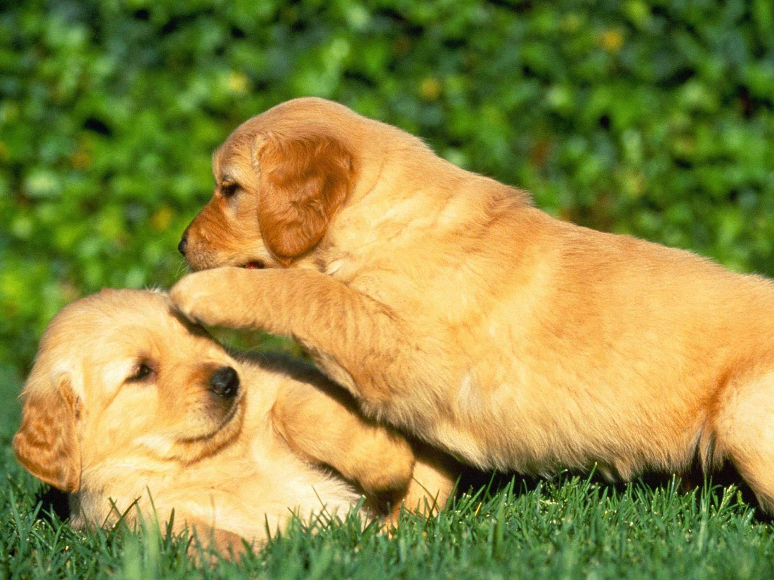 Золотистый ретривер щенки, фото фотография картинка обои 