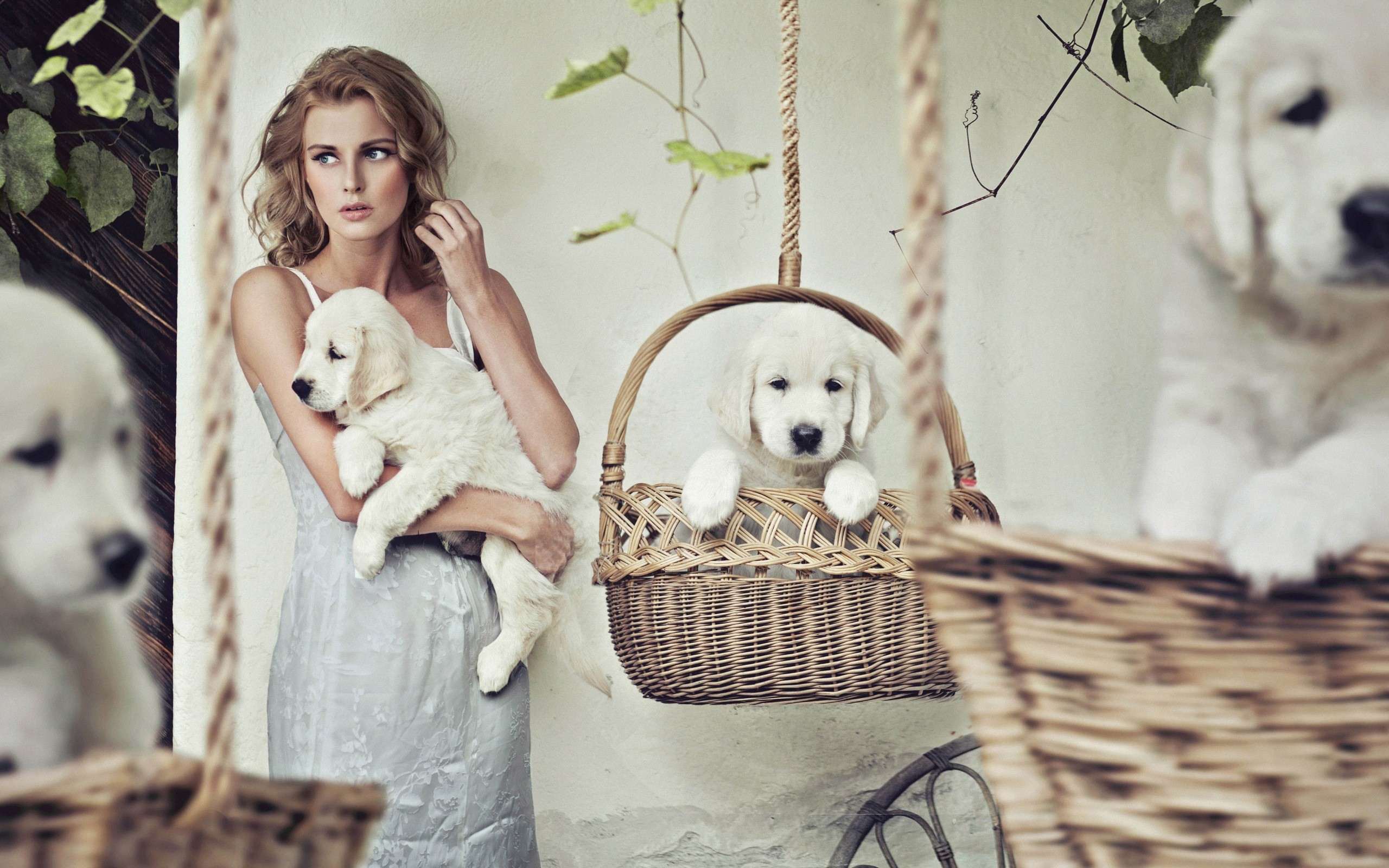 Девушка модель со щенками золотистого ретривера, фото фотография картинка обои 