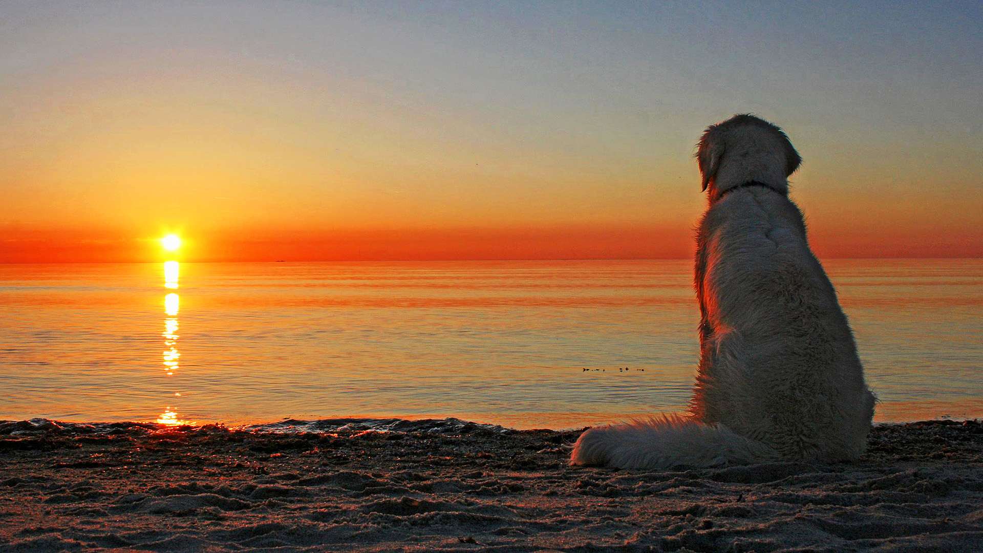 Золотистый ретривер любуется закатом, фото фотография картинка обои 