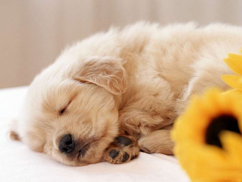 Спящий щеночек золотистого ретривера, фото фотография картинка обои 