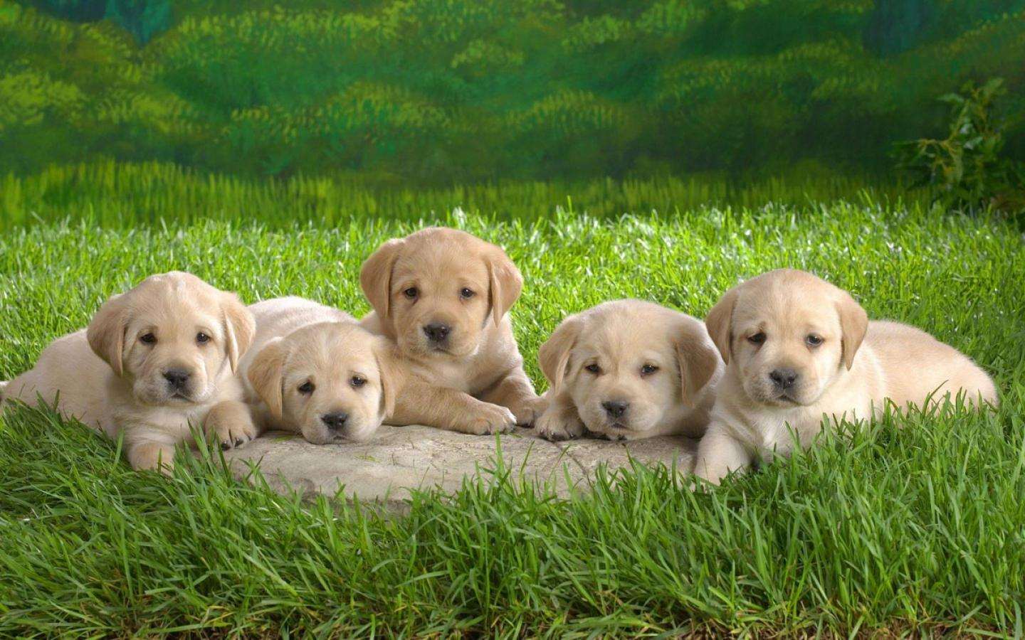 Пять щенков золотистого ретривера лежат в траве, фото фотография картинка обои 