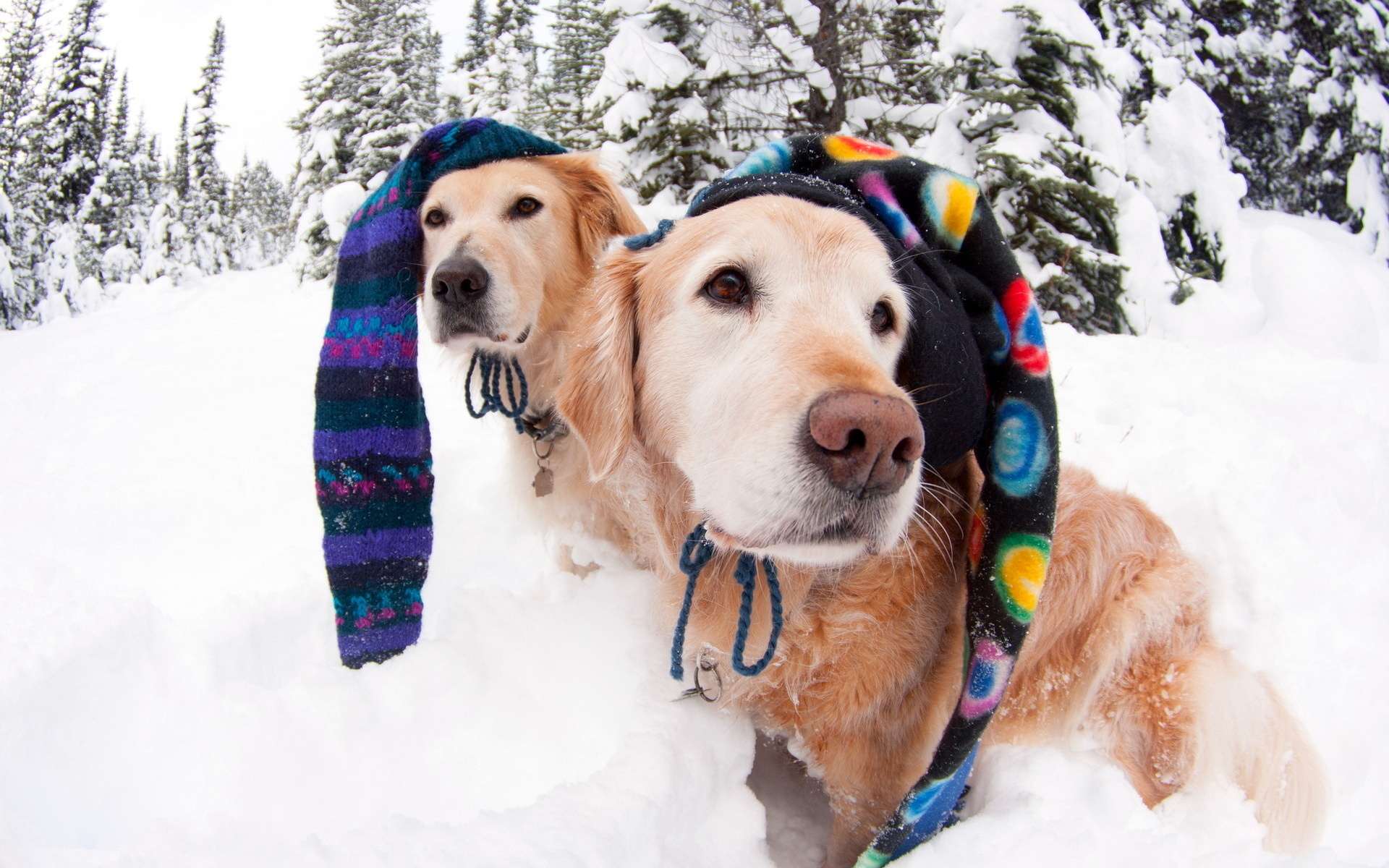 Золотистые ретриверы в вязанных шапочках в зимнем лесу, фото фотография картинка обои 