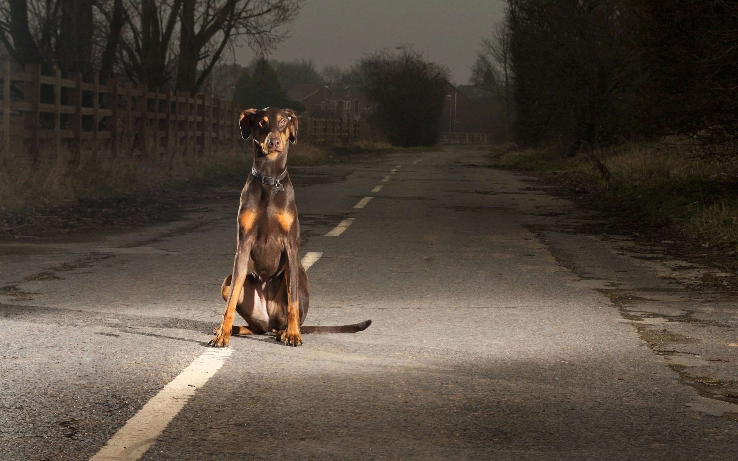 Собака бежит по дороге