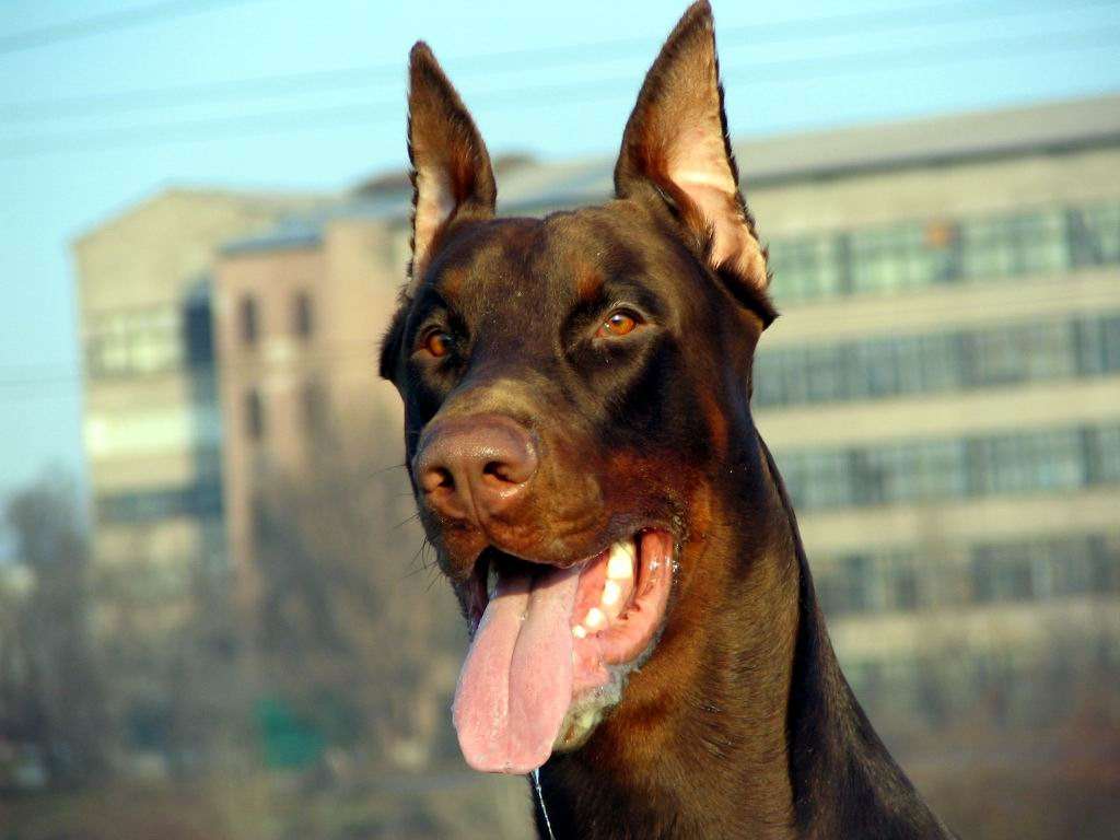 Порода собак доберман, фото фотография картинка обои 