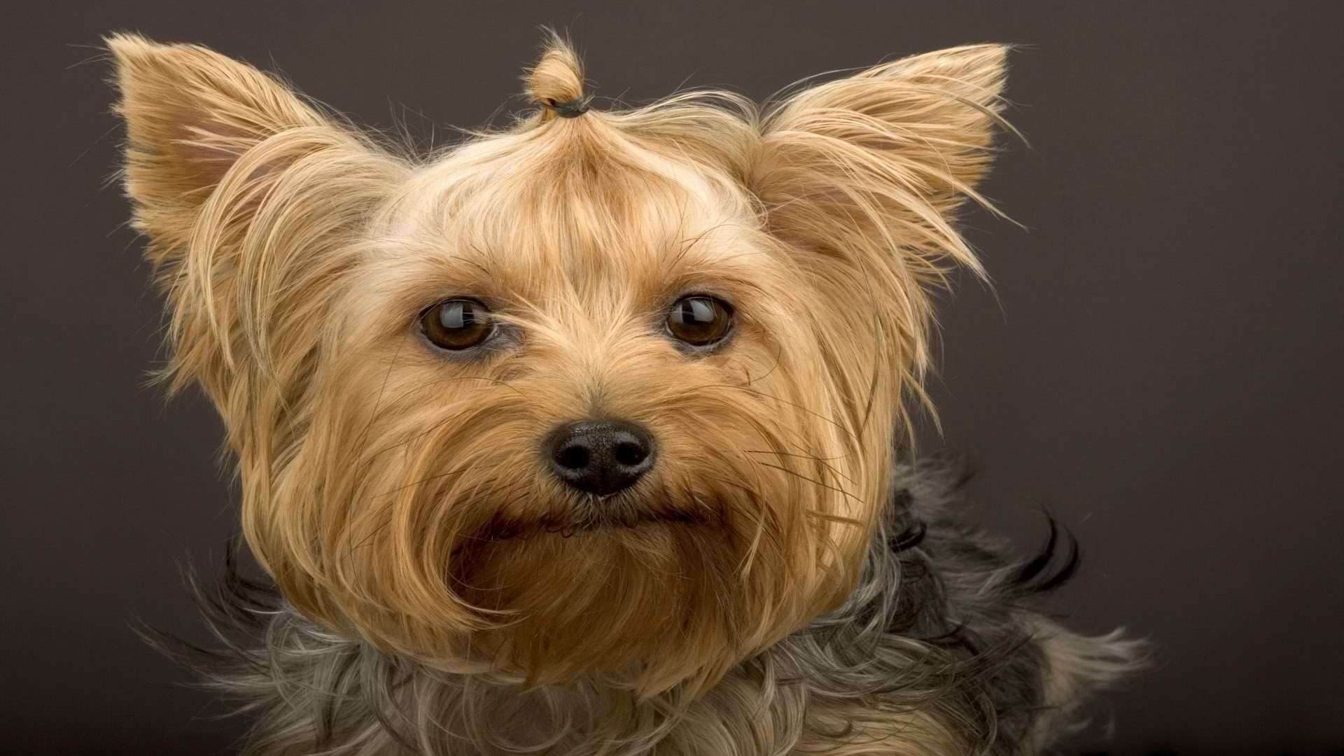 породы небольших собак с фотографиями