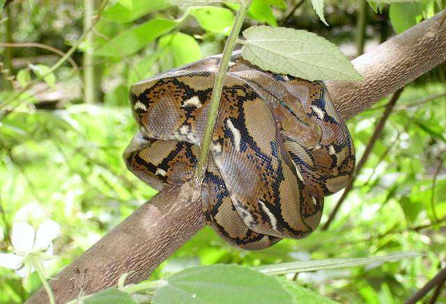   (Python reticulatus),     