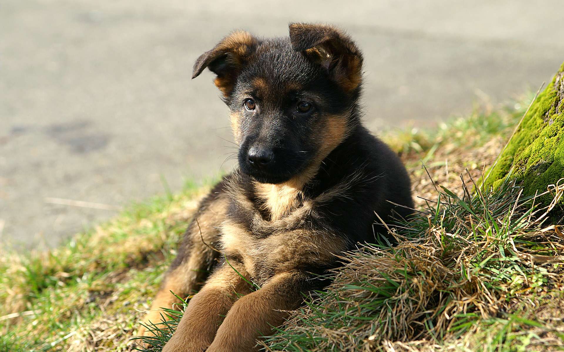 Фото 2 месячного щенка немецкой овчарки