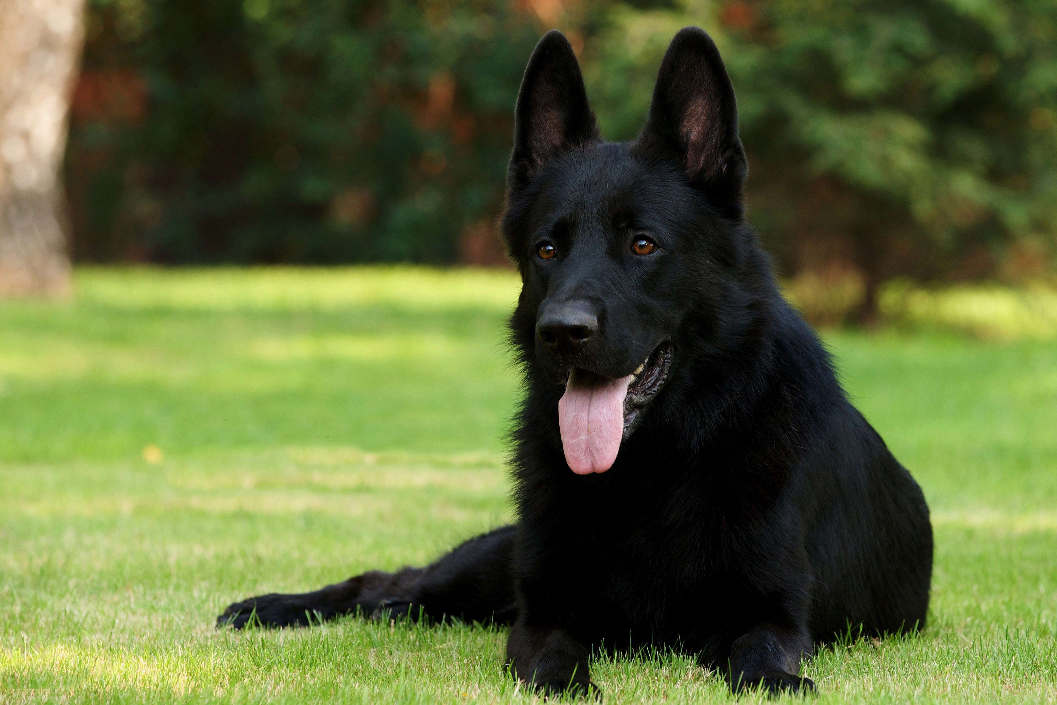 Большая кудрявая собака черная порода фото