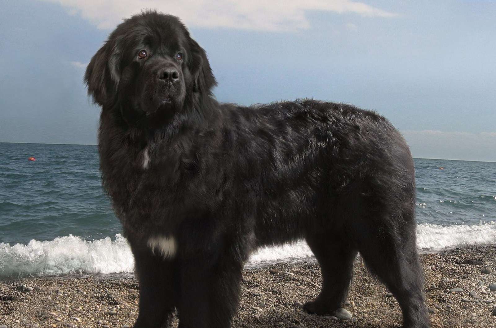Ньюфаундленд собака фото