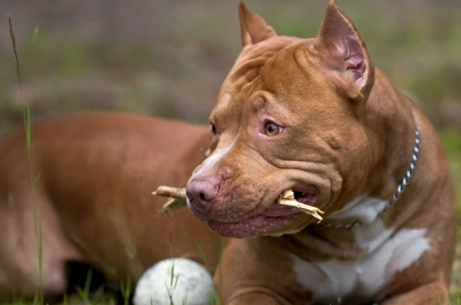 Порода собак питбуль, фото фотография картинка обои 