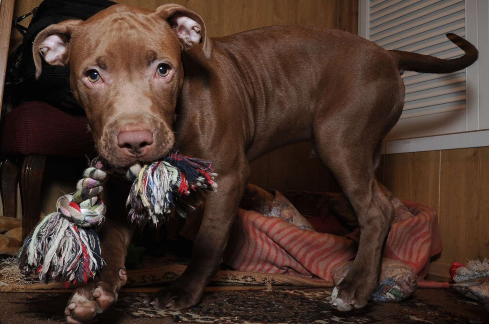 Продам щенка питбуля, фото фотография картинка обои 