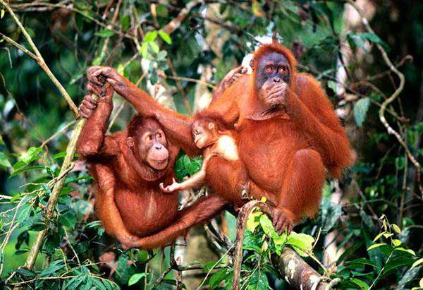 Орангутанги, орангутаны, фото приматы фотография обезьяны картинка