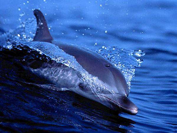 Белобокий дельфин (Lagenorhynchus acutus), фото киты фотография
