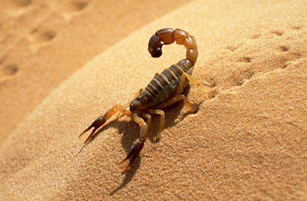 Желтый скорпион на песке, фото новости о членистоногих фотография картинка